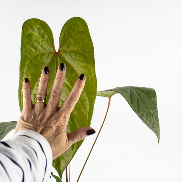 Anthurium magnificum x nigrolaminum Gigi Ø17cm H50cm