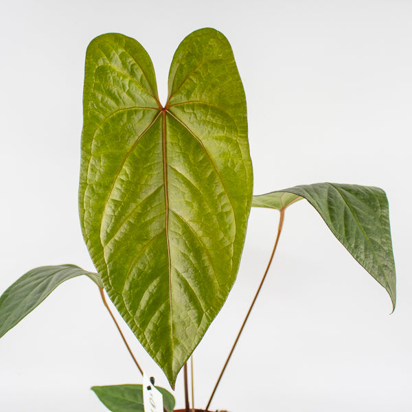 Anthurium magnificum x nigrolaminum Gigi Ø17cm H50cm