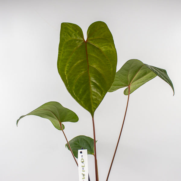 Anthurium magnificum x nigrolaminum Gigi Ø17cm H50cm