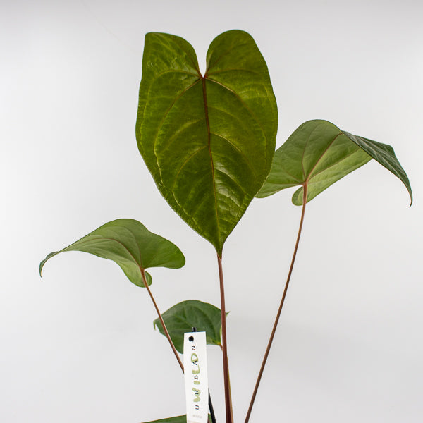 Anthurium magnificum x nigrolaminum Gigi Ø17cm H50cm