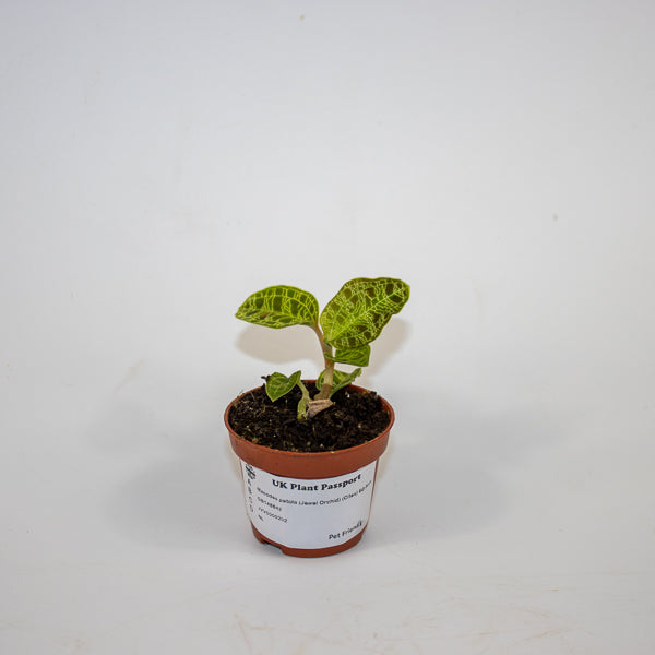 Macodes petola (Jewel Orchid) Ø6cm H8cm