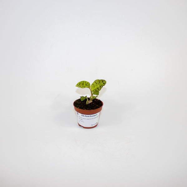 Macodes petola (Jewel Orchid) Ø6cm H8cm