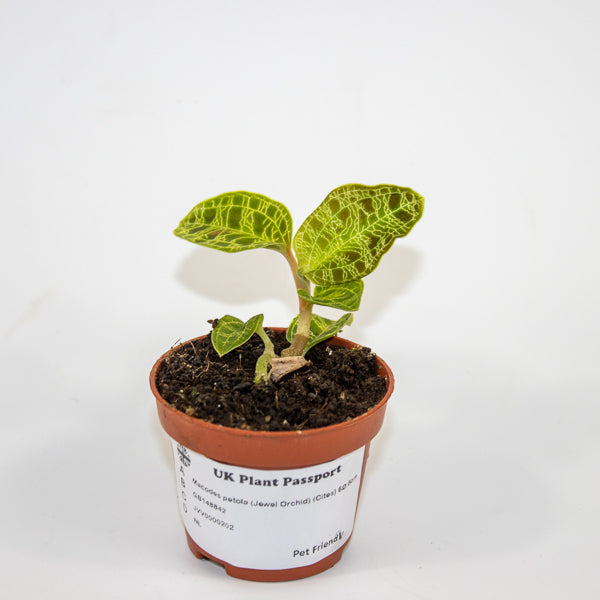 Macodes petola (Jewel Orchid) Ø6cm H8cm