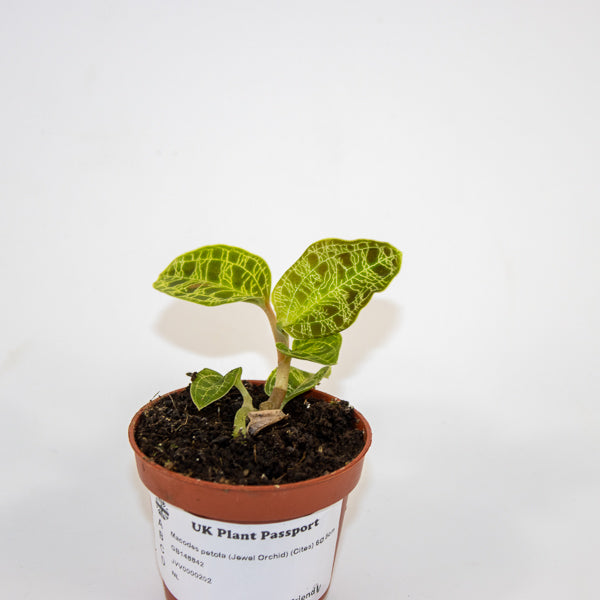 Macodes petola (Jewel Orchid) Ø6cm H8cm