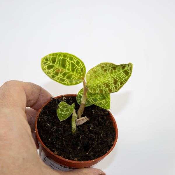 Macodes petola (Jewel Orchid) Ø6cm H8cm