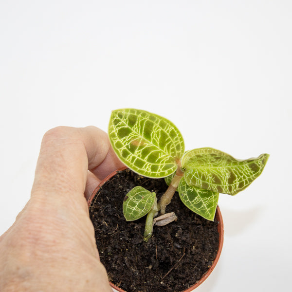 Macodes petola (Jewel Orchid) Ø6cm H8cm