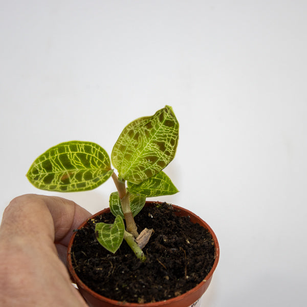 Macodes petola (Jewel Orchid) Ø6cm H8cm