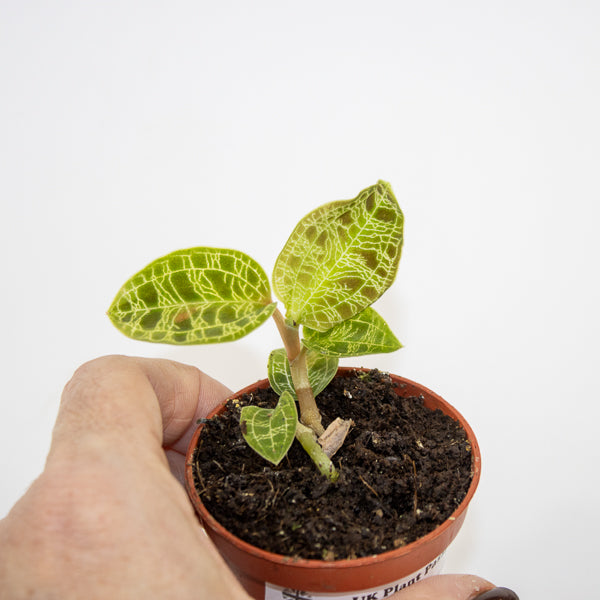 Macodes petola (Jewel Orchid) Ø6cm H8cm