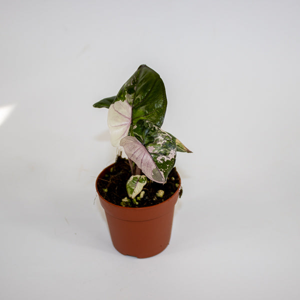 Alocasia Serendipity Variegata Ø7cm H10cm