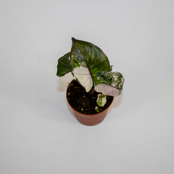 Alocasia Serendipity Variegata Ø7cm H10cm