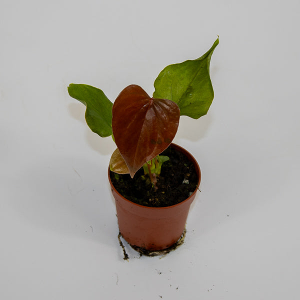 Anthurium Red Beauty Ø7cm H15cm