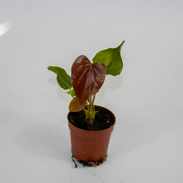 Anthurium Red Beauty Ø7cm H15cm