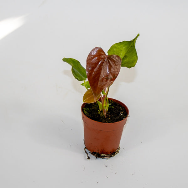 Anthurium Red Beauty Ø7cm H15cm