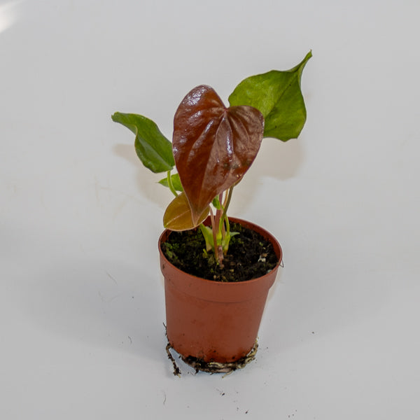 Anthurium Red Beauty Ø7cm H15cm