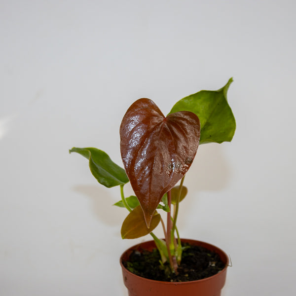 Anthurium Red Beauty Ø7cm H15cm