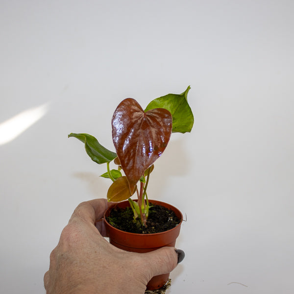 Anthurium Red Beauty Ø7cm H15cm