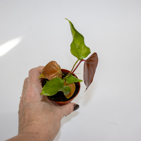 Anthurium Red Beauty Ø7cm H15cm