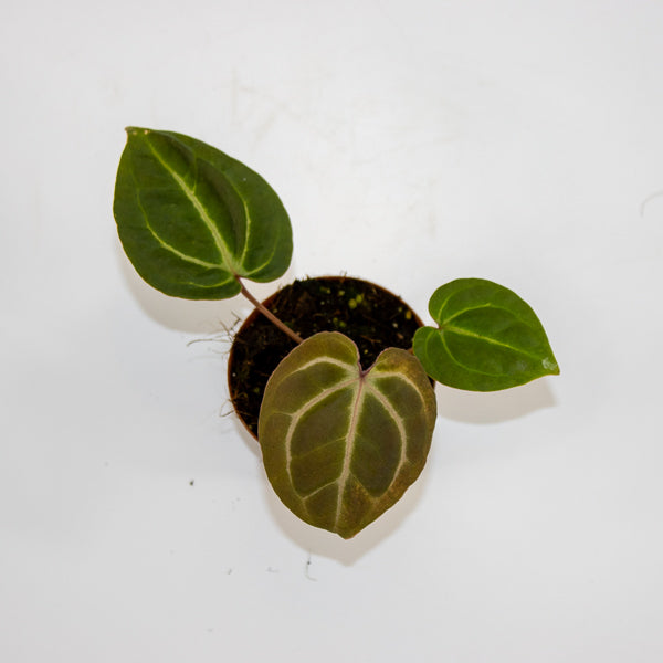 Anthurium besseae aff. x zara x michelle Ø9cm H10cm