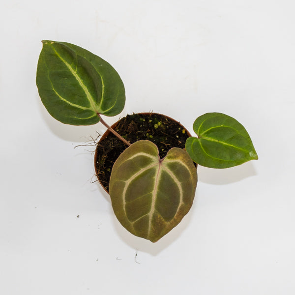 Anthurium besseae aff. x zara x michelle Ø9cm H10cm