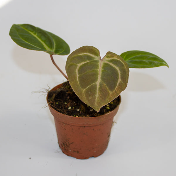 Anthurium besseae aff. x zara x michelle Ø9cm H10cm