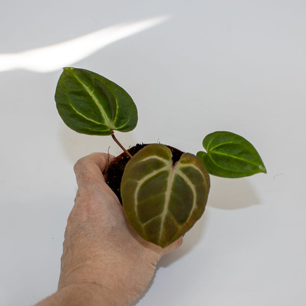 Anthurium besseae aff. x zara x michelle Ø9cm H10cm
