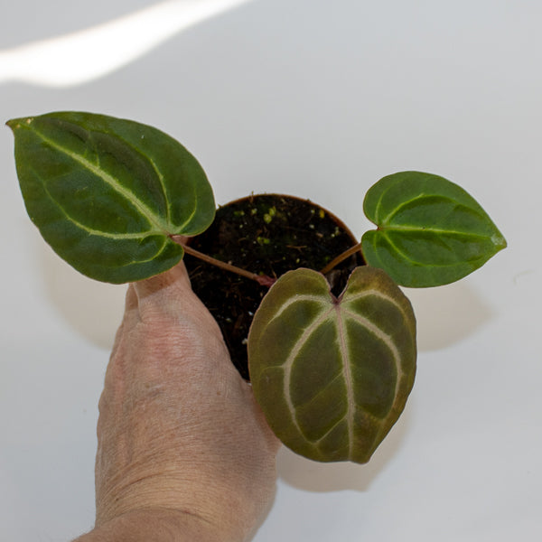 Anthurium besseae aff. x zara x michelle Ø9cm H10cm