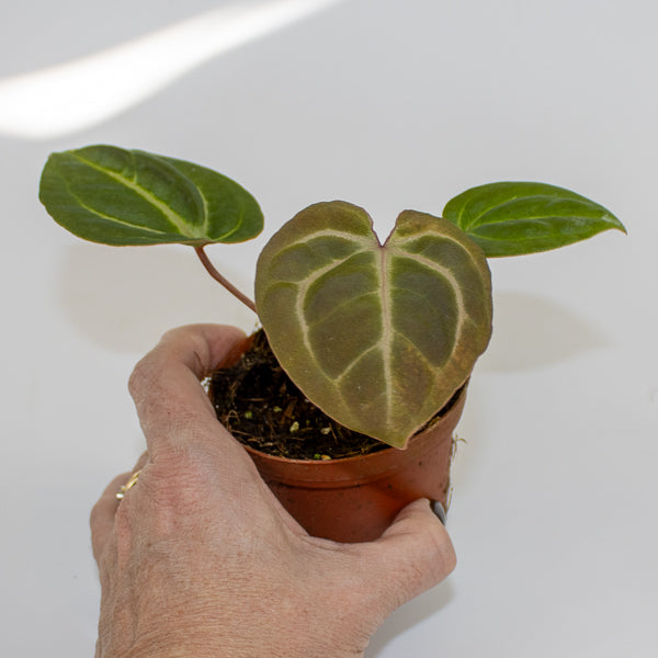 Anthurium besseae aff. x zara x michelle Ø9cm H10cm
