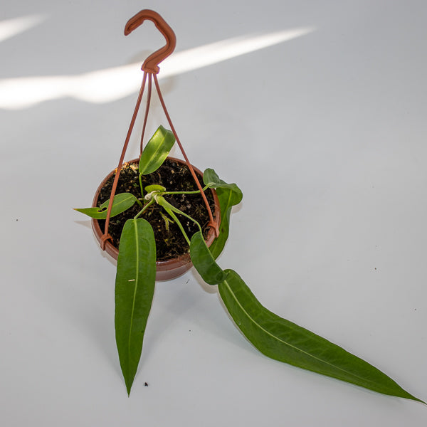 Anthurium pallidiflorum Ø10.5cm H15cm