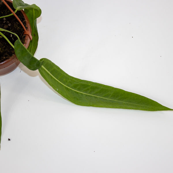 Anthurium pallidiflorum Ø10.5cm H15cm