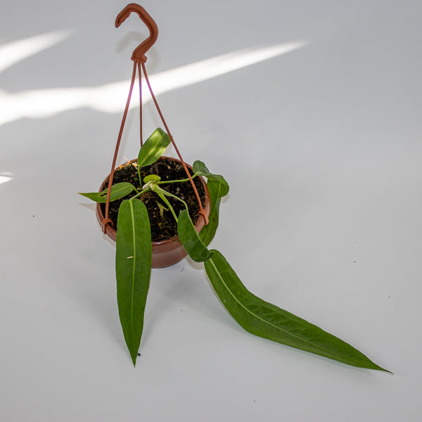 Anthurium pallidiflorum Ø10.5cm H15cm