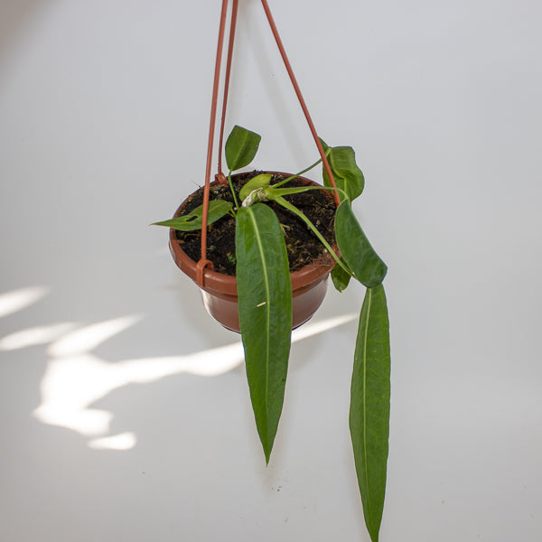 Anthurium pallidiflorum Ø10.5cm H15cm