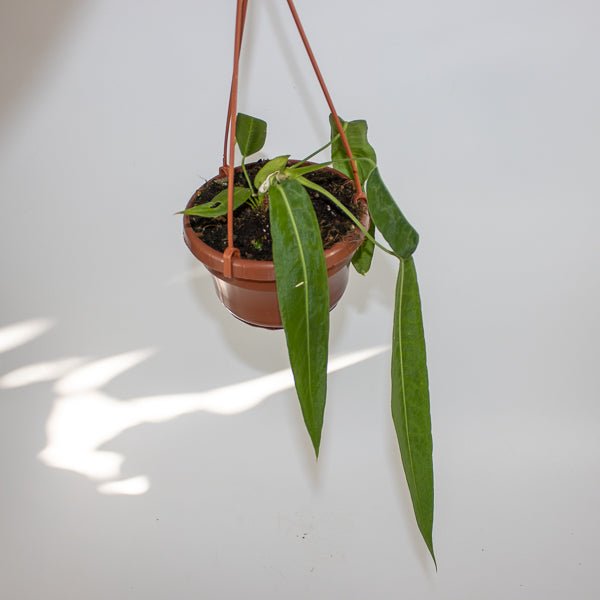 Anthurium pallidiflorum Ø10.5cm H15cm