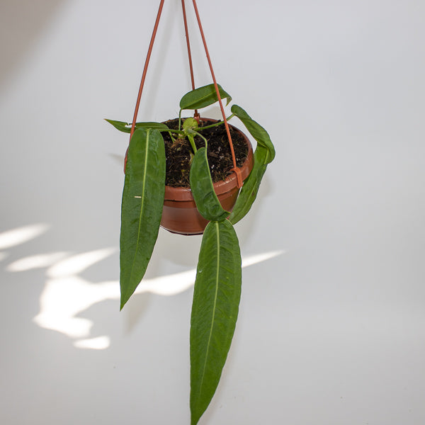 Anthurium pallidiflorum Ø10.5cm H15cm