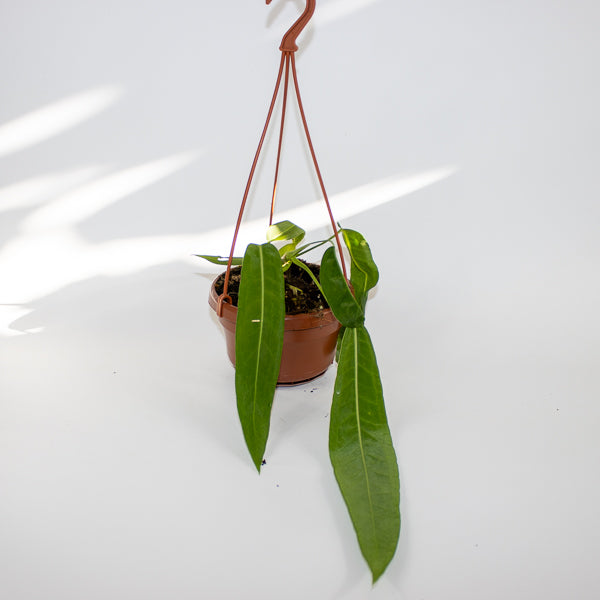 Anthurium pallidiflorum Ø10.5cm H15cm