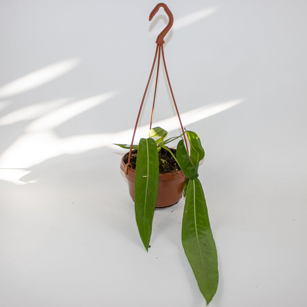 Anthurium pallidiflorum Ø10.5cm H15cm