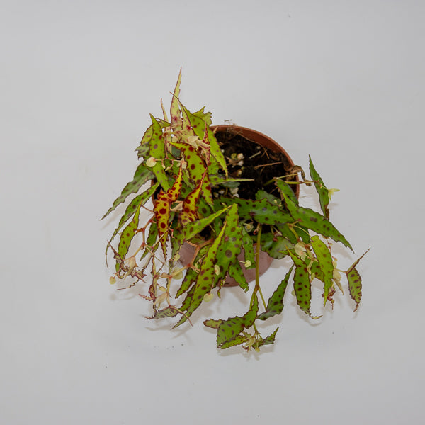 Begonia amphioxus Ø10.5cm H20cm