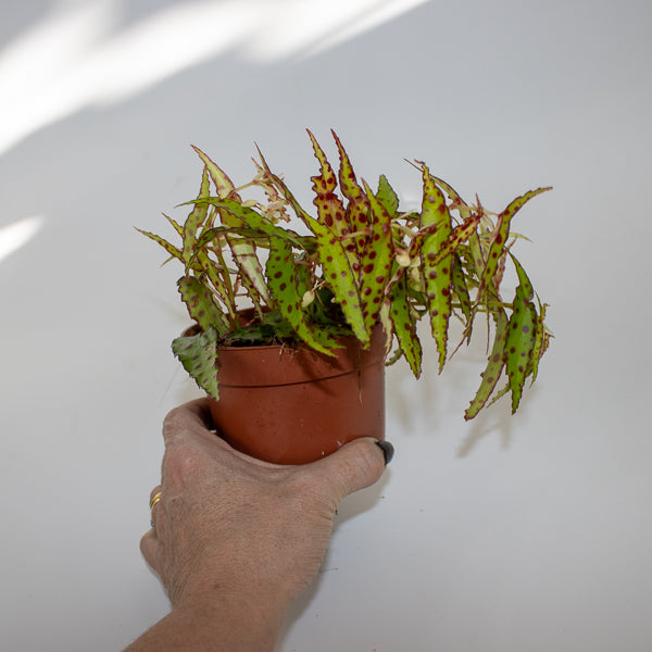 Begonia amphioxus Ø10.5cm H20cm