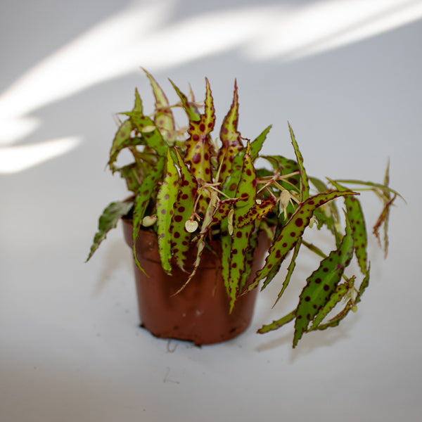 Begonia amphioxus Ø10.5cm H20cm
