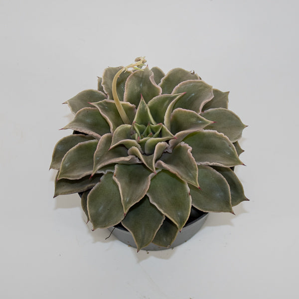 Echeveria Maradiba Ø13cm H16cm