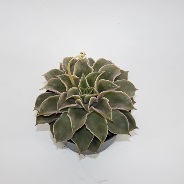Echeveria Maradiba Ø13cm H16cm