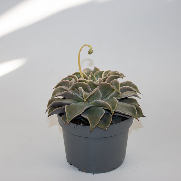 Echeveria Maradiba Ø13cm H16cm