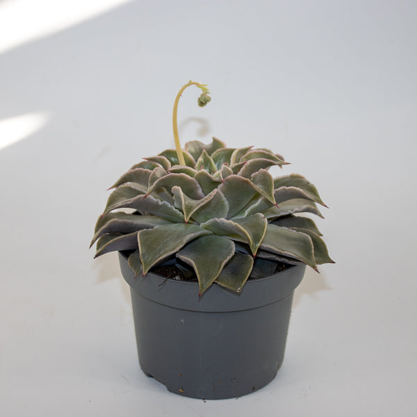 Echeveria Maradiba Ø13cm H16cm