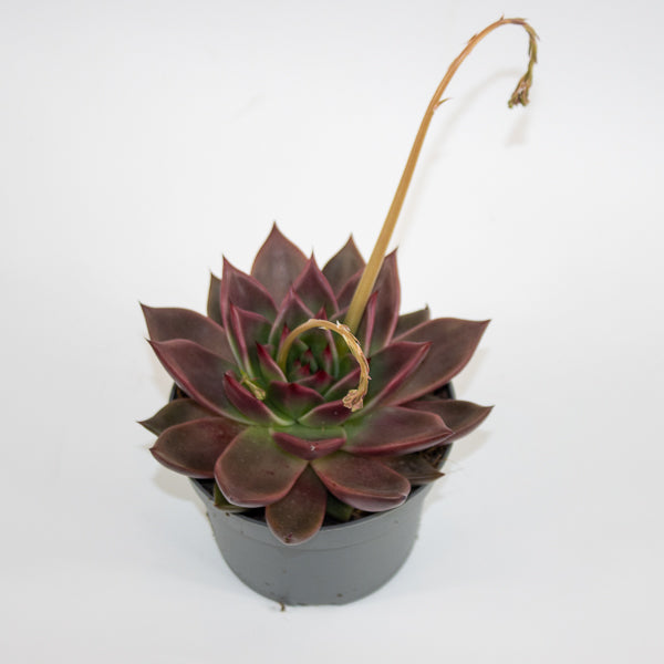 Echeveria agavoides Antares Ø13cm H15cm