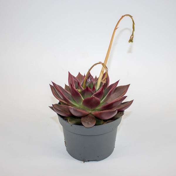 Echeveria agavoides Antares Ø13cm H15cm