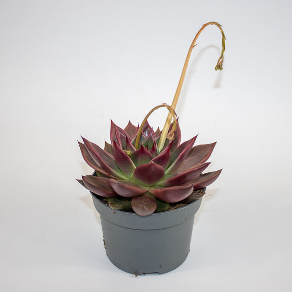 Echeveria agavoides Antares Ø13cm H15cm