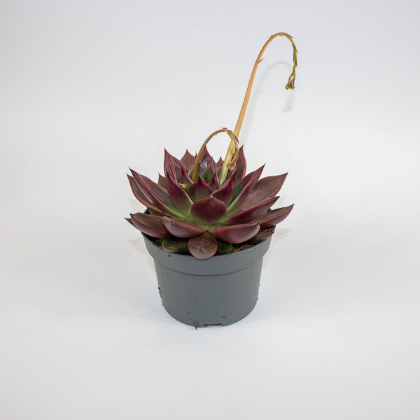 Echeveria agavoides Antares Ø13cm H15cm