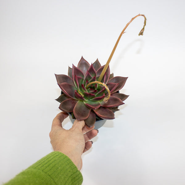 Echeveria agavoides Antares Ø13cm H15cm
