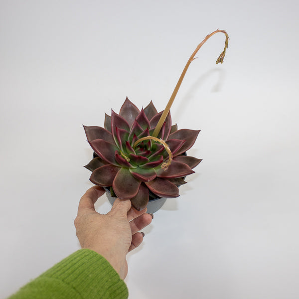 Echeveria agavoides Antares Ø13cm H15cm