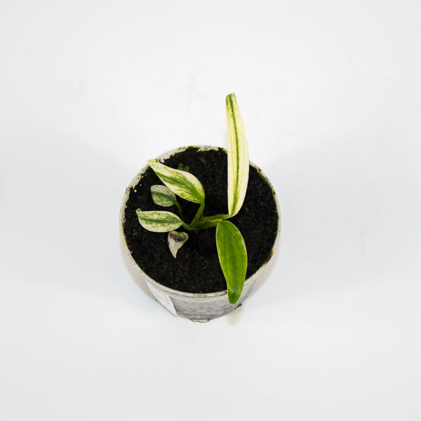 Epipremnum amplissimum Variegata Ø7cm H11cm