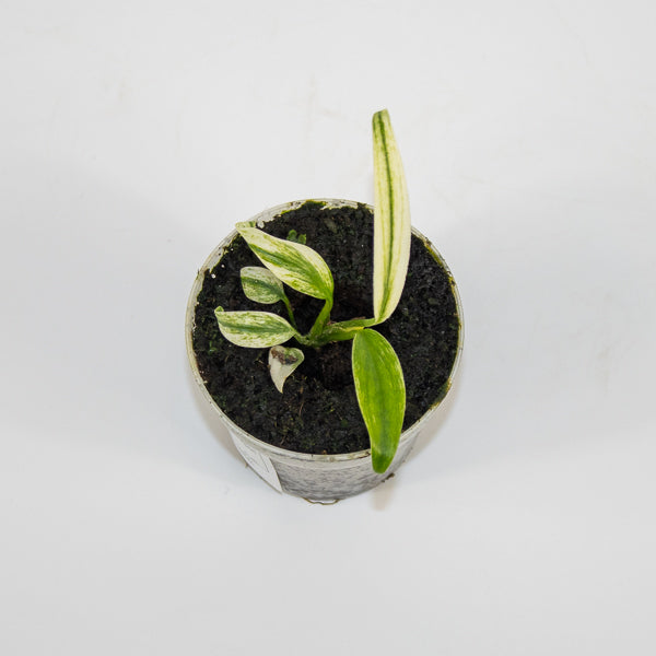 Epipremnum amplissimum Variegata Ø7cm H11cm